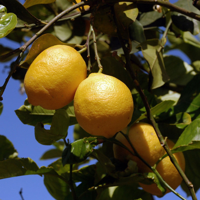 Estelle&Thild Organic Beauty Citrus Menthe Renewing Body Scrub 200 ml